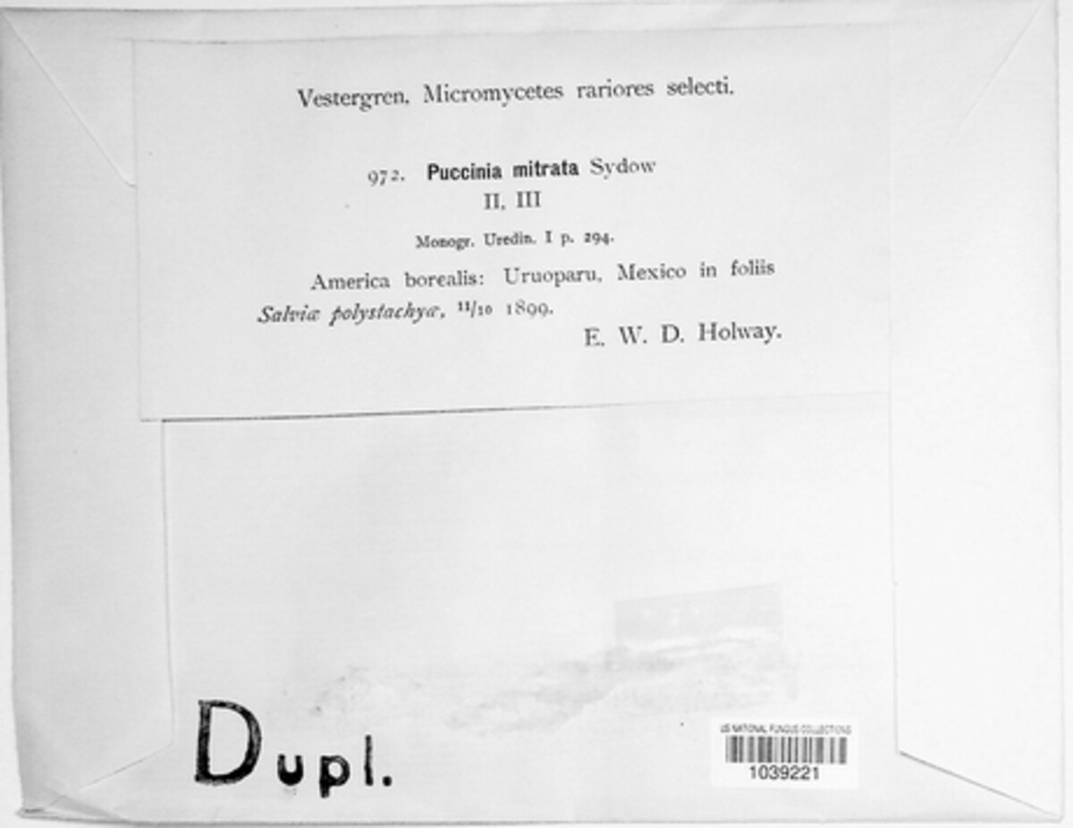Puccinia mitrata image